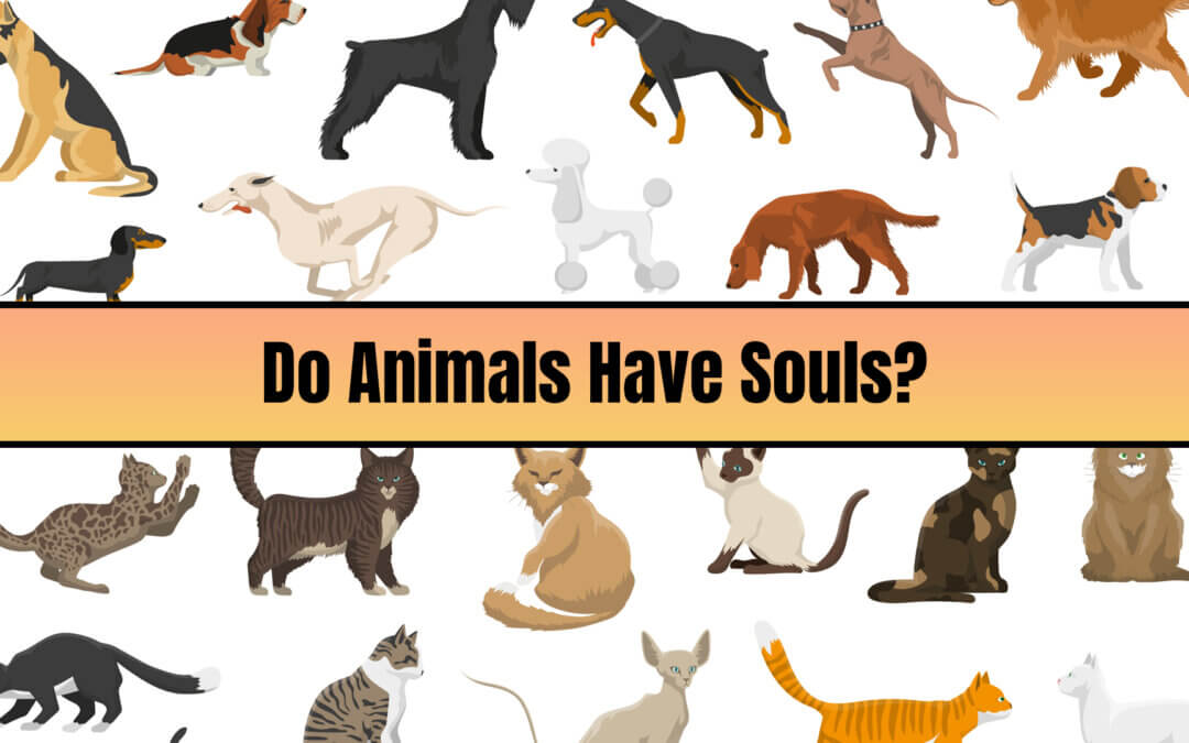Do Animals Have Souls?