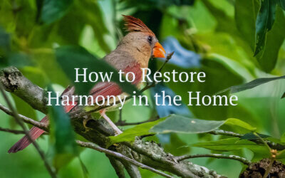 How to Restore Harmony in the Home