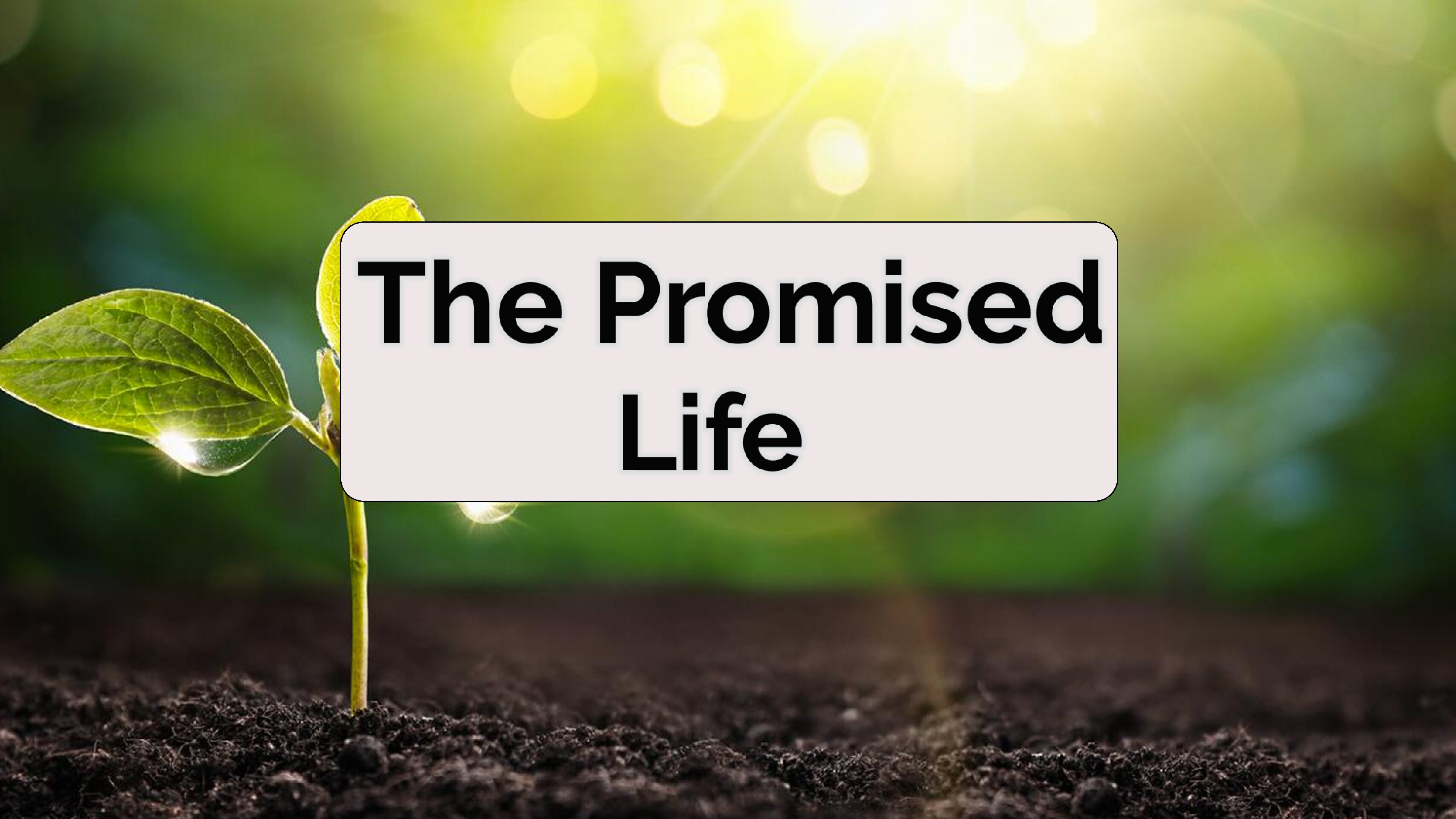 The Promised Life
